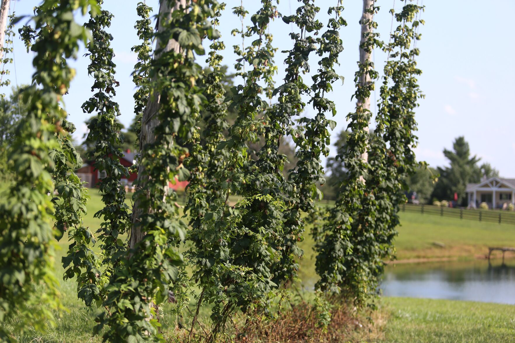 Knob View -6